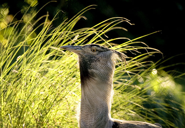 The Bustard in the Morning