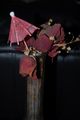 Jaded Rose