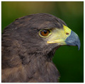 Harris Hawk - Sacred Bird of the Moki Indian