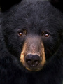 Wild  Black Bear