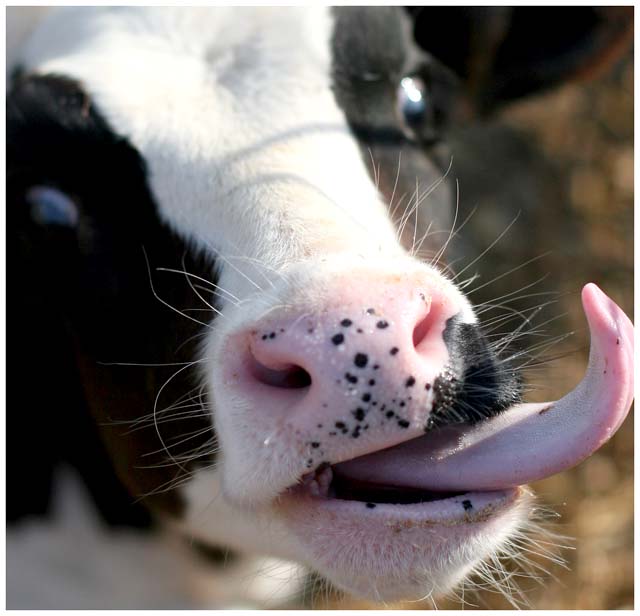 A Little Closer...Closer...LICK!!