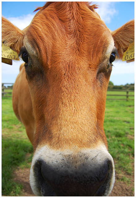 Milly the Cow