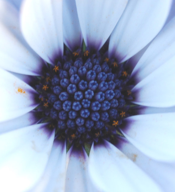 Blue Daisy