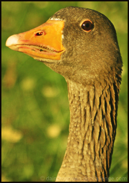 Portrait of a Duck