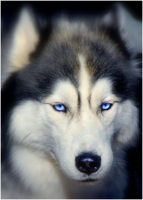 Blue eyes