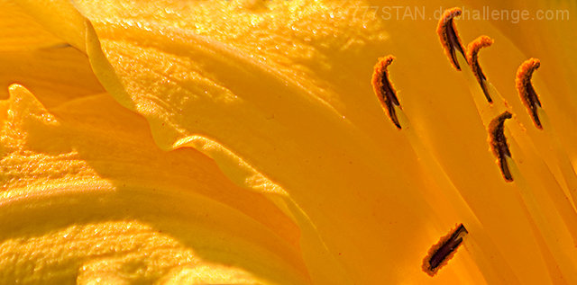 Day Lily Macro...
