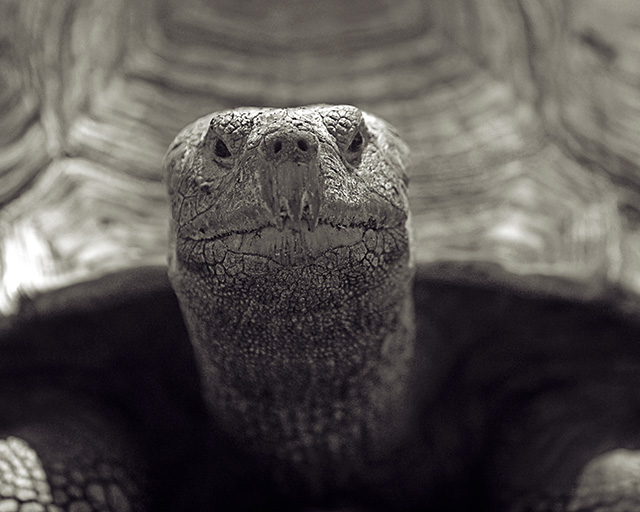 Tortoise