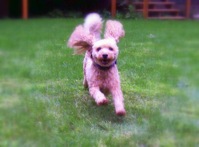 Catch me if you can!