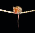 Cirque de Souris