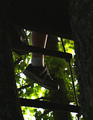 Tree House Ascent