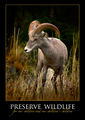 PRESERVE WILDLIFE