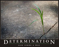 Determination