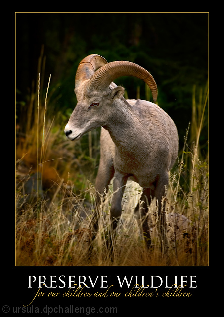 PRESERVE WILDLIFE