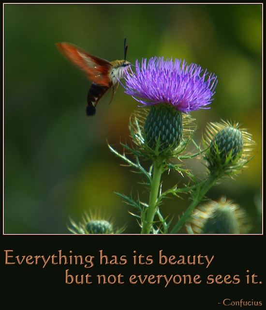 Everything Has Its Beauty But Not Everyone Sees It