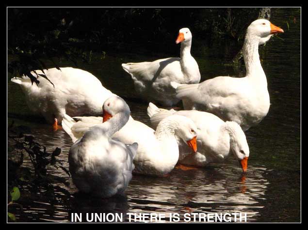 IN UNION THERE IS STRENGTH