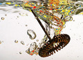 Whirlpool Effect