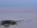 Horseshoe Crab