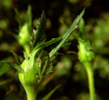 "Rose Bud"