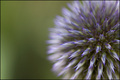 Globe Thistle, Fade To Bokeh