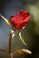 A Rose is a Rose