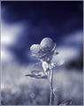 A nICE flower