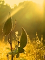  Morning Milkweed 