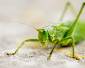 Mr Green