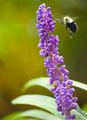 Bee Bokeh