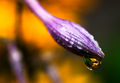Mystery of  the Yellow Bokeh