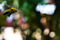 The Flight of the Bumblebee