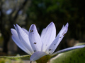 lilybug