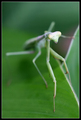 Mantis