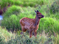 The Lost Fawn