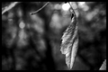 From the tree of Bokeh