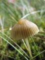 Autumn is coming - Mushroom in 3D