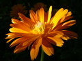 marigold