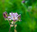 Toad Lily