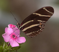 In the Butterfly House