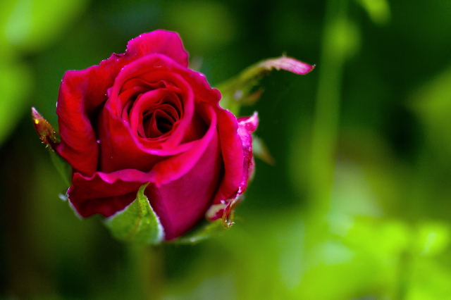 3D Rose