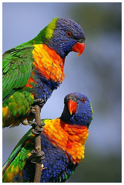 Pretty pair