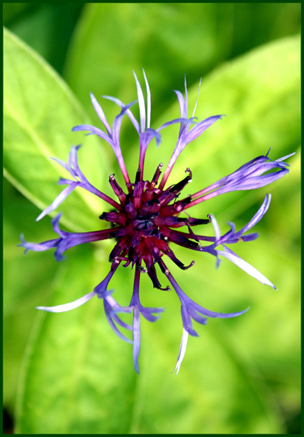 Blue Bokeh