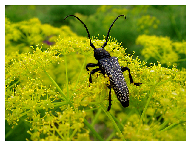 blacky & bokeh
