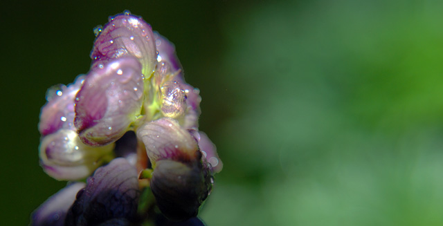 In my garden