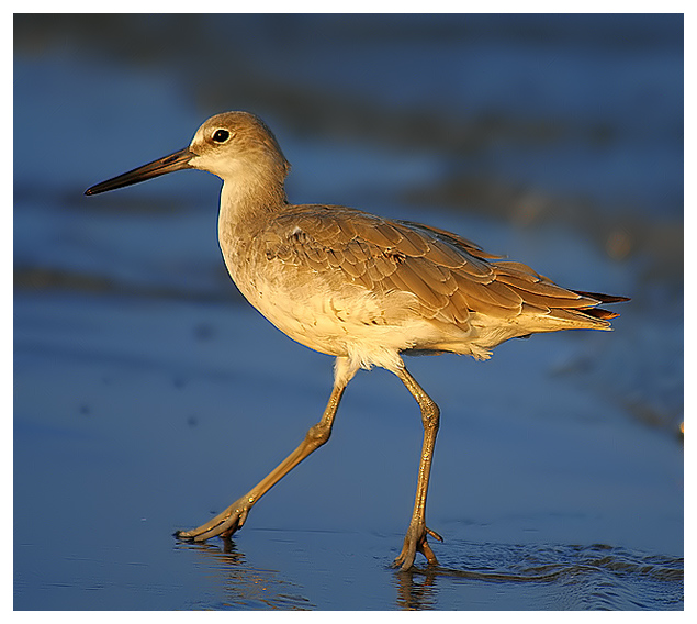 Portrait of a Sandpiper
