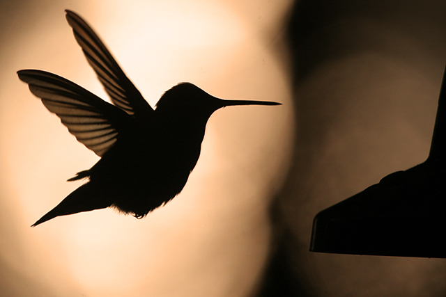 Hummingbird Sunrise