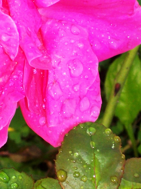 dew drops on pink