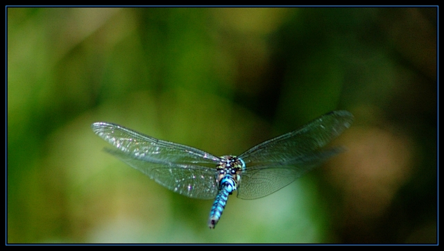 Into the Bokeh