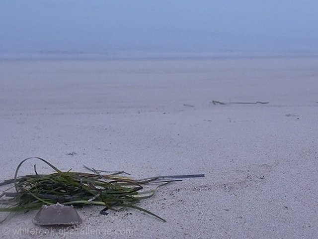 Horseshoe Crab