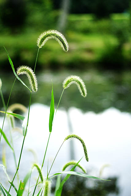 Plant life 