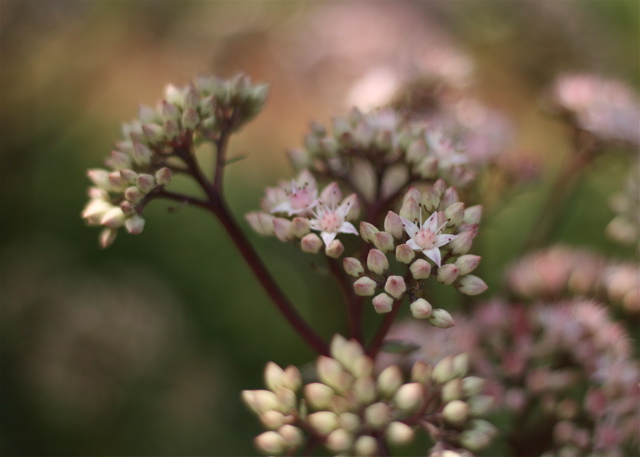 Wistful Bokeh